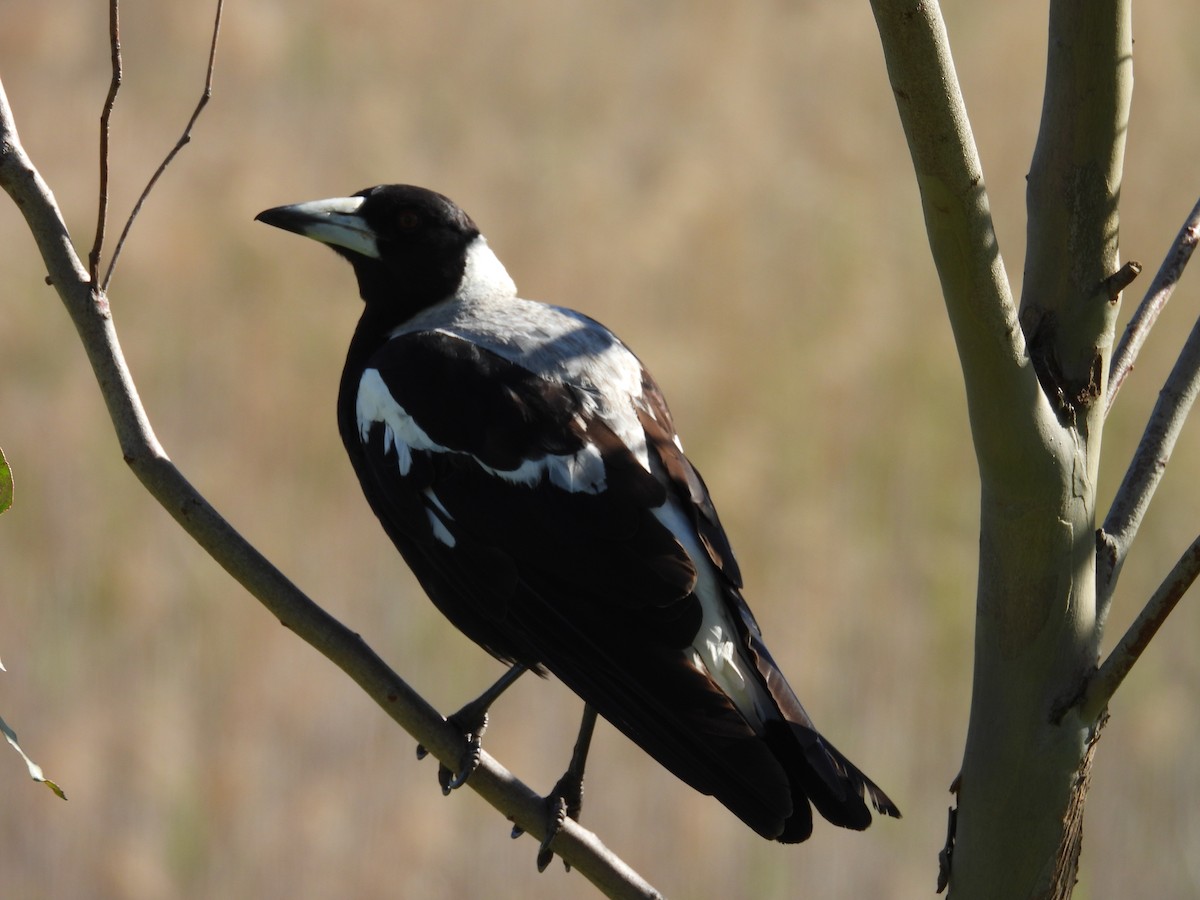 Буругонг, ворона-свистун - ML646264084