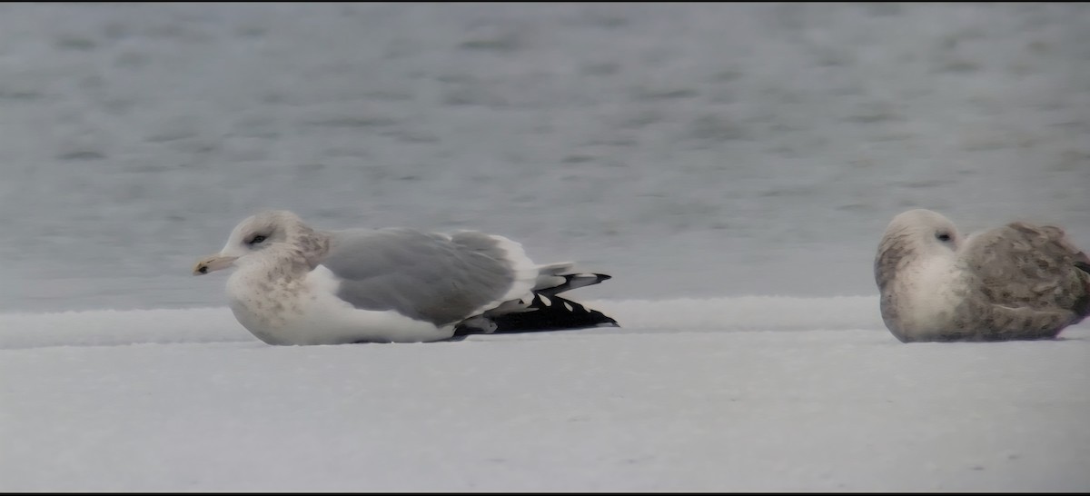 American Herring Gull - ML646264094