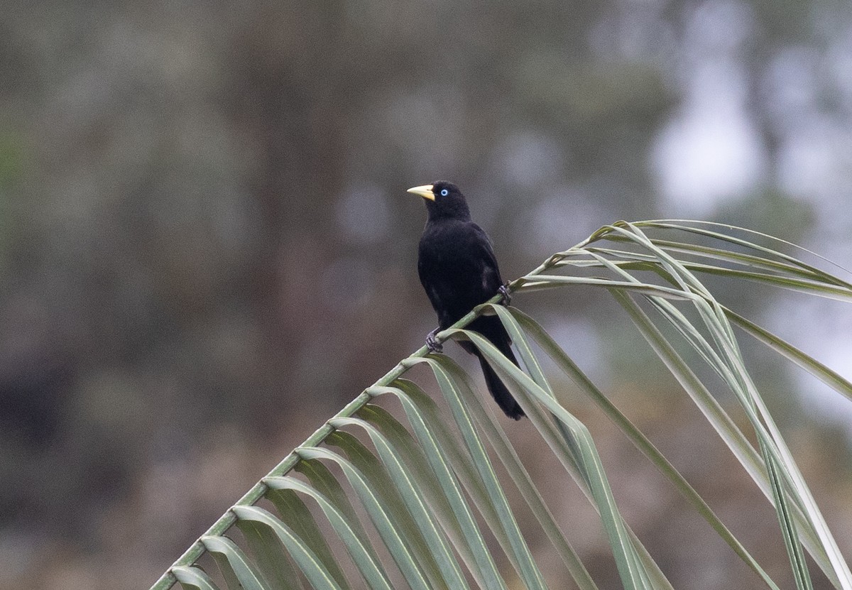 Scarlet-rumped Cacique (Subtropical) - ML646264095