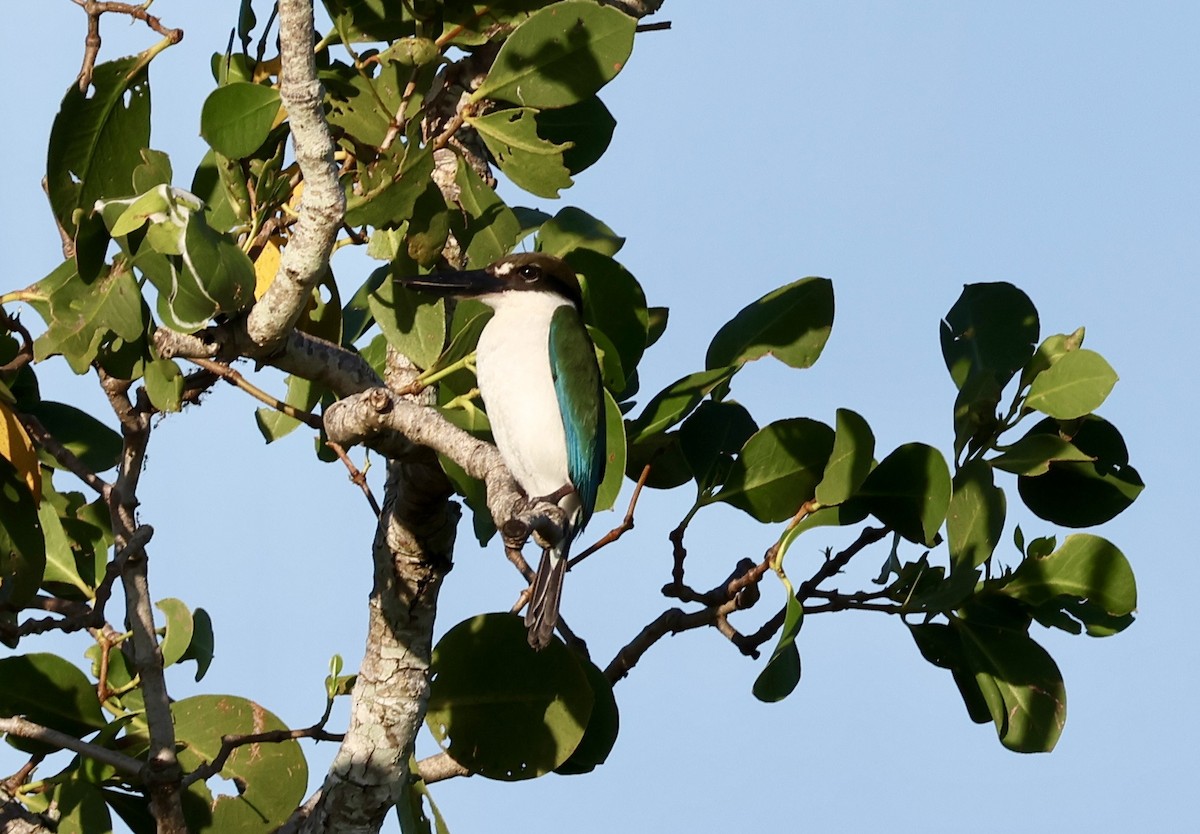 Torresian Kingfisher - ML646264097