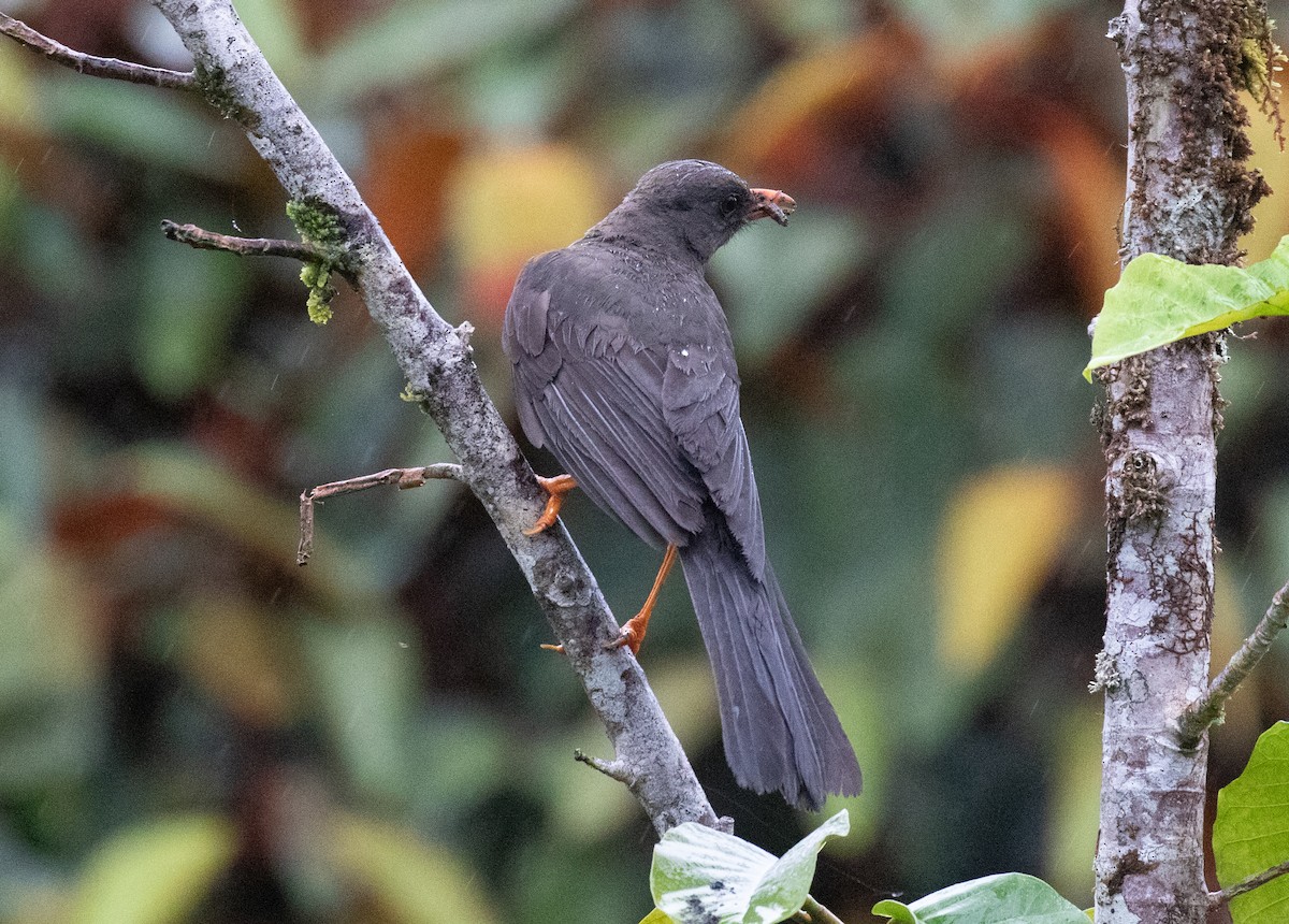 Great Thrush - ML646264106