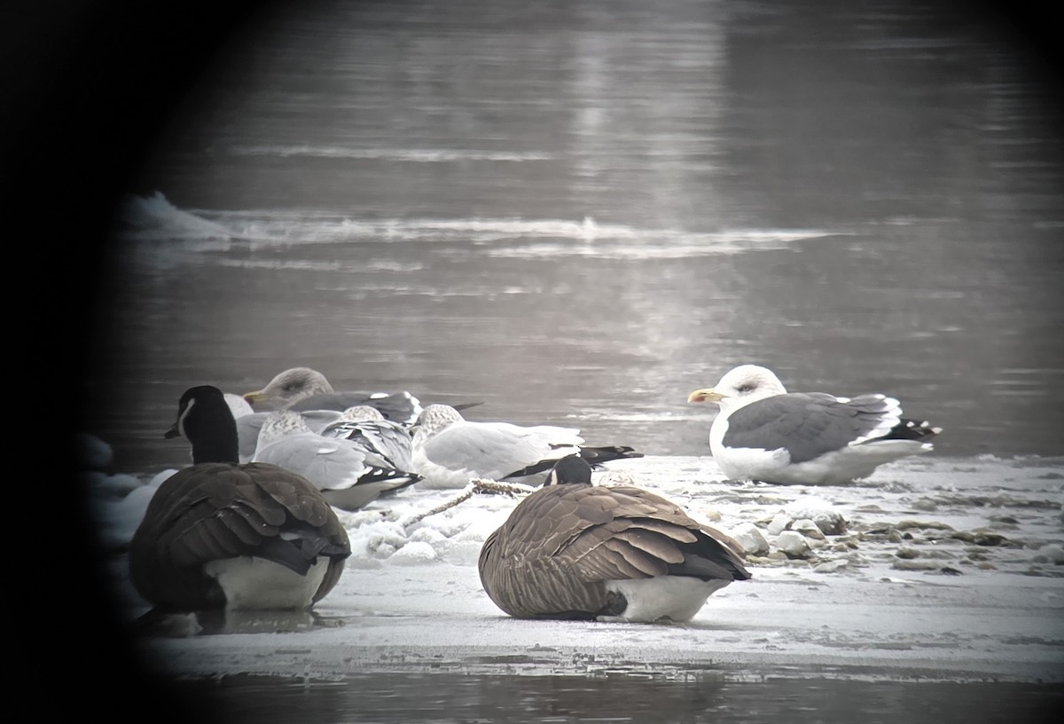 Lesser Black-backed Gull - ML646264107