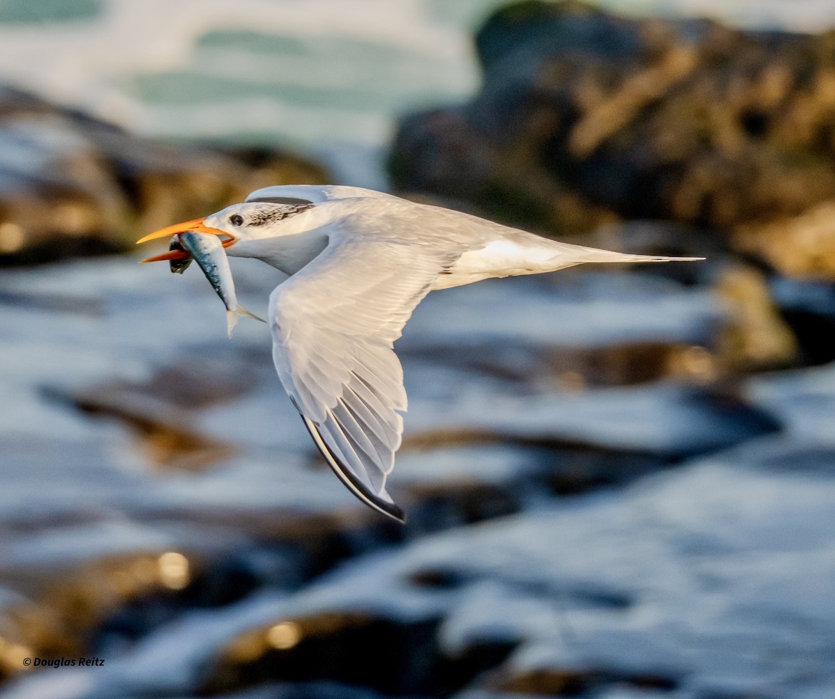 Royal Tern - ML646264108