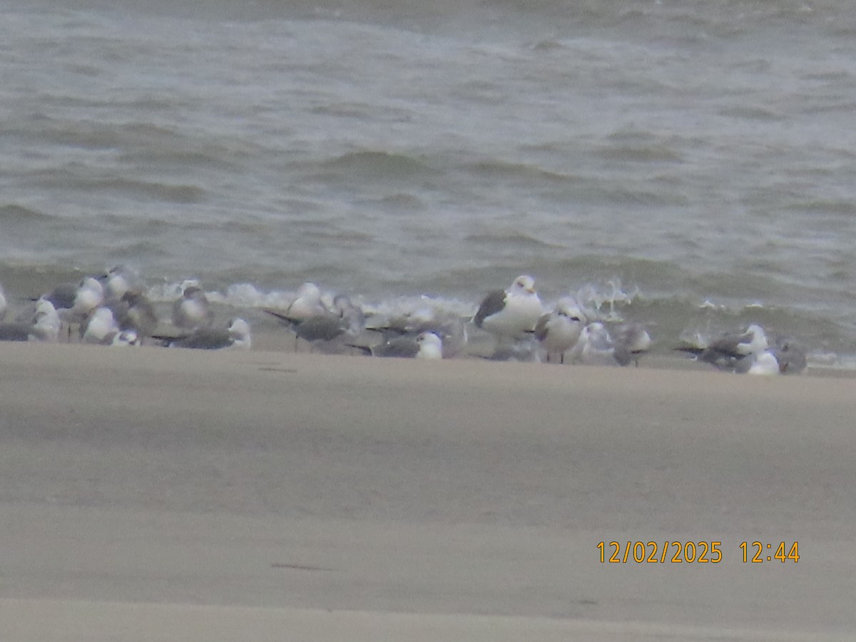 Great Black-backed Gull - ML646264110