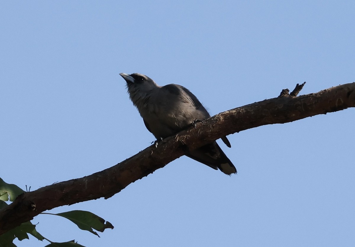 Black-faced Woodswallow - ML646264118