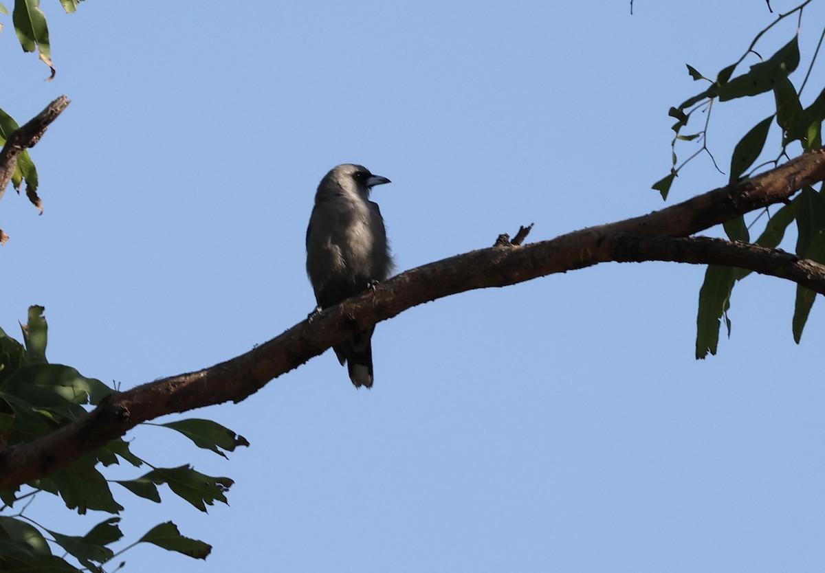 Black-faced Woodswallow - ML646264119