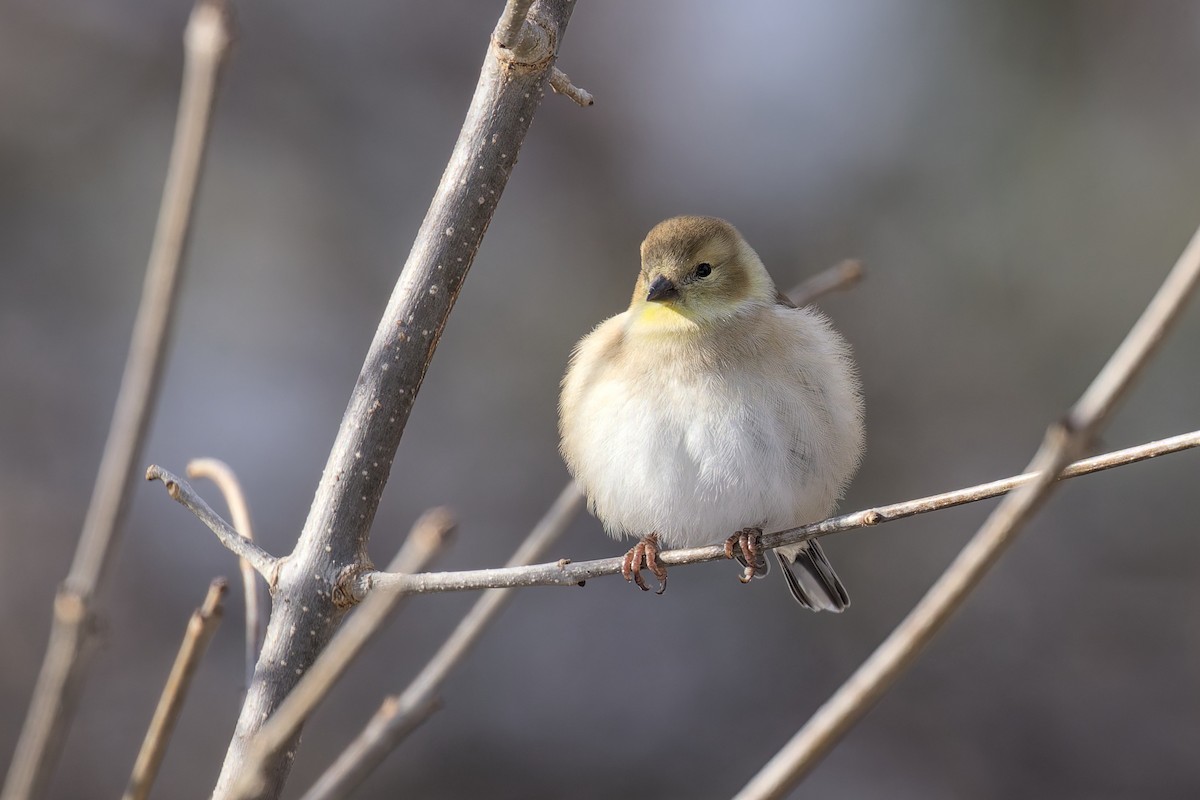 Goldzeisig - ML646264122