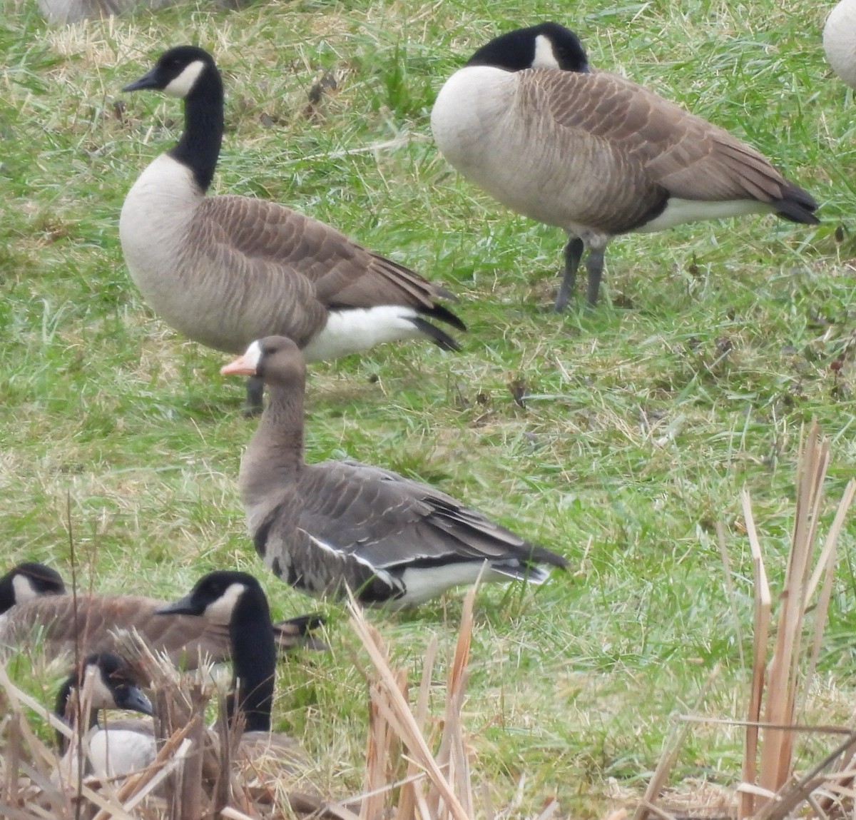 Greater White-fronted Goose - ML646264124