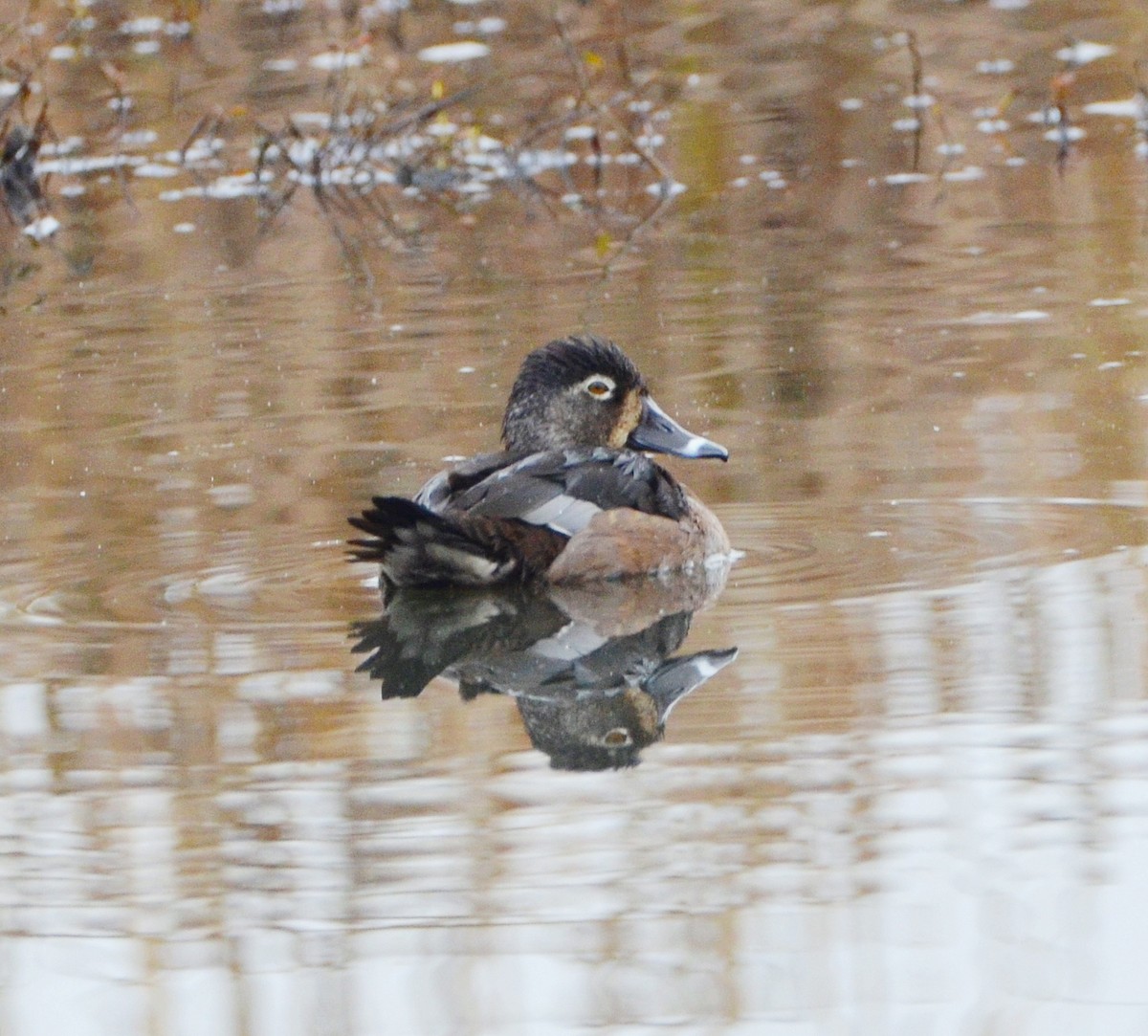 Ring-necked Duck - ML646264125
