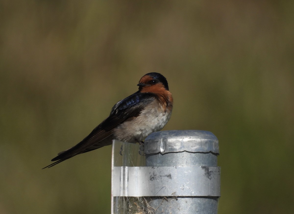 Краснолобая ласточка - ML646264127