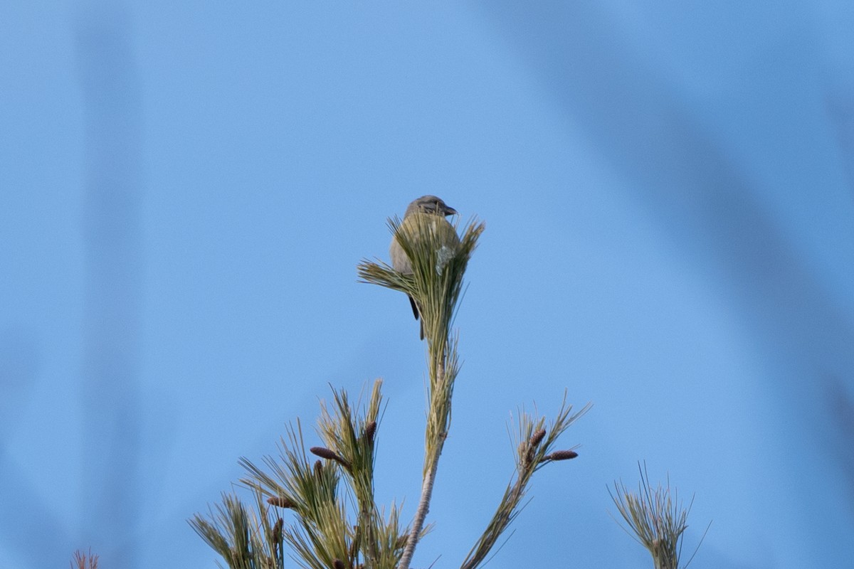 Red Crossbill - ML646264132