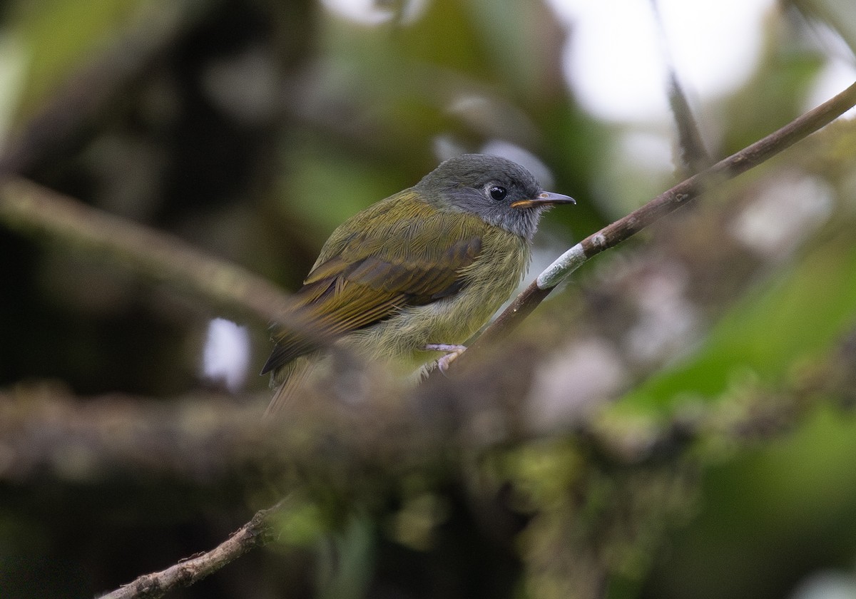Streak-necked Flycatcher - ML646264133