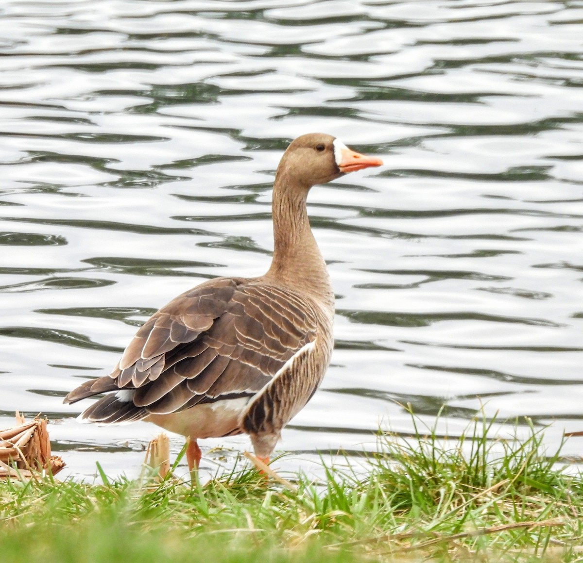Greater White-fronted Goose - ML646264134