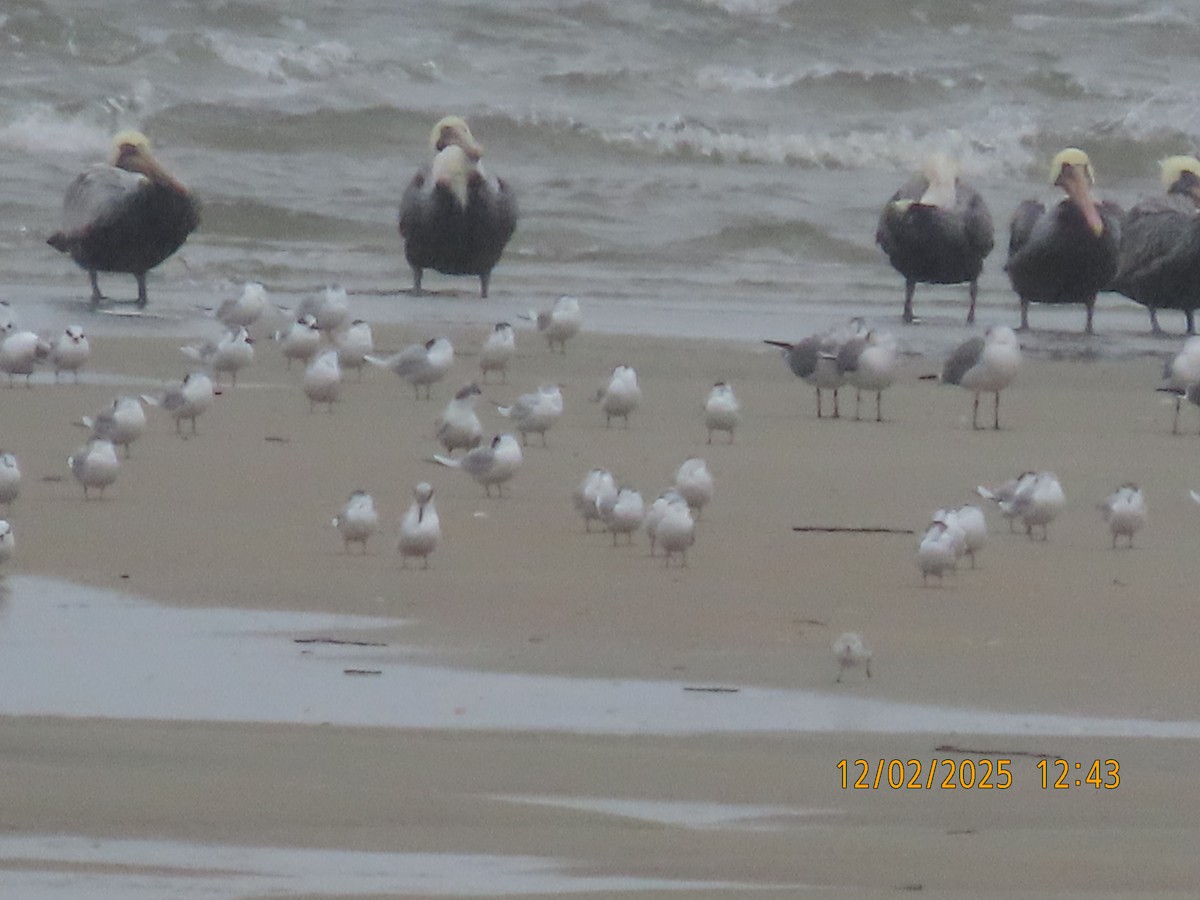 Forster's Tern - ML646264143