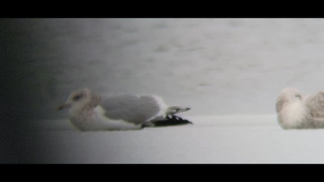 American Herring Gull - ML646264144