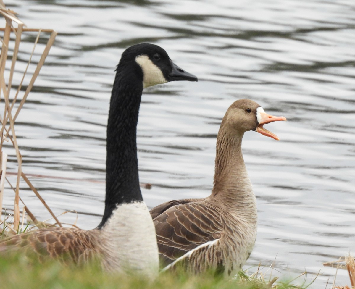 Greater White-fronted Goose - ML646264147