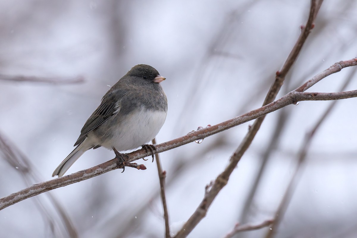 Dark-eyed Junco - ML646264151