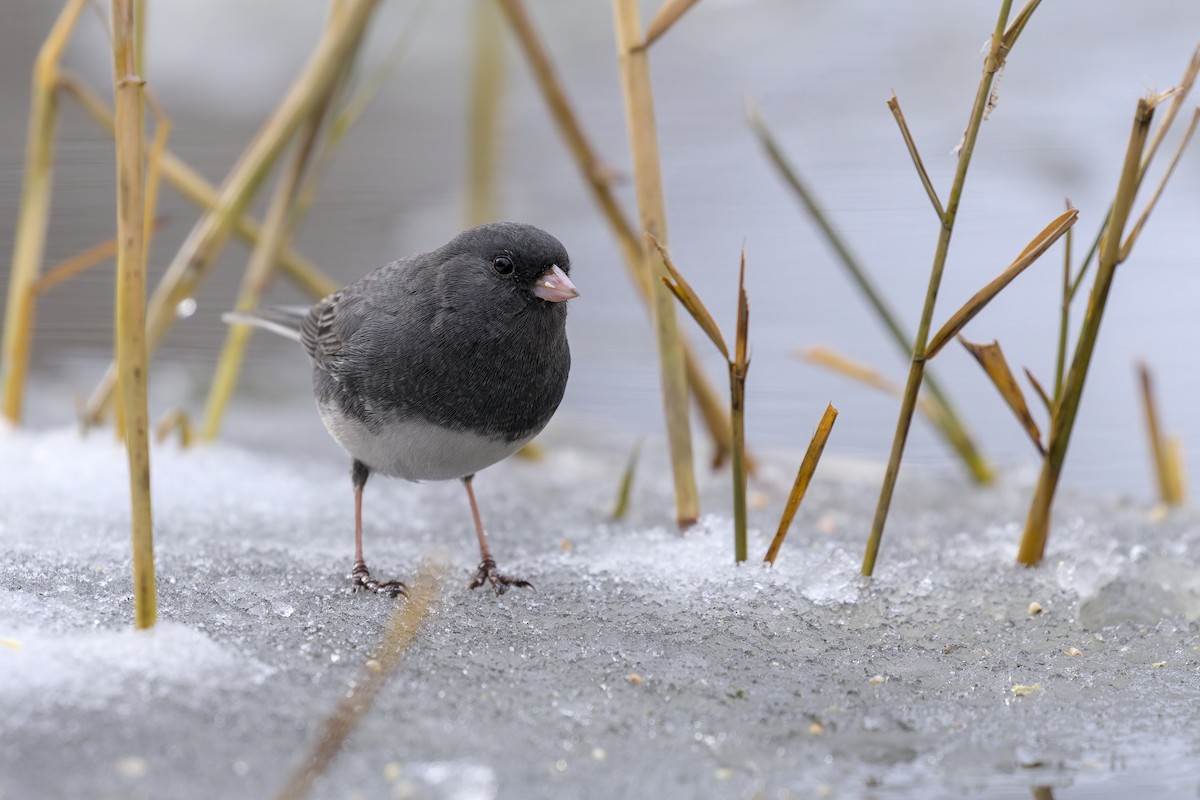 Dark-eyed Junco - ML646264152