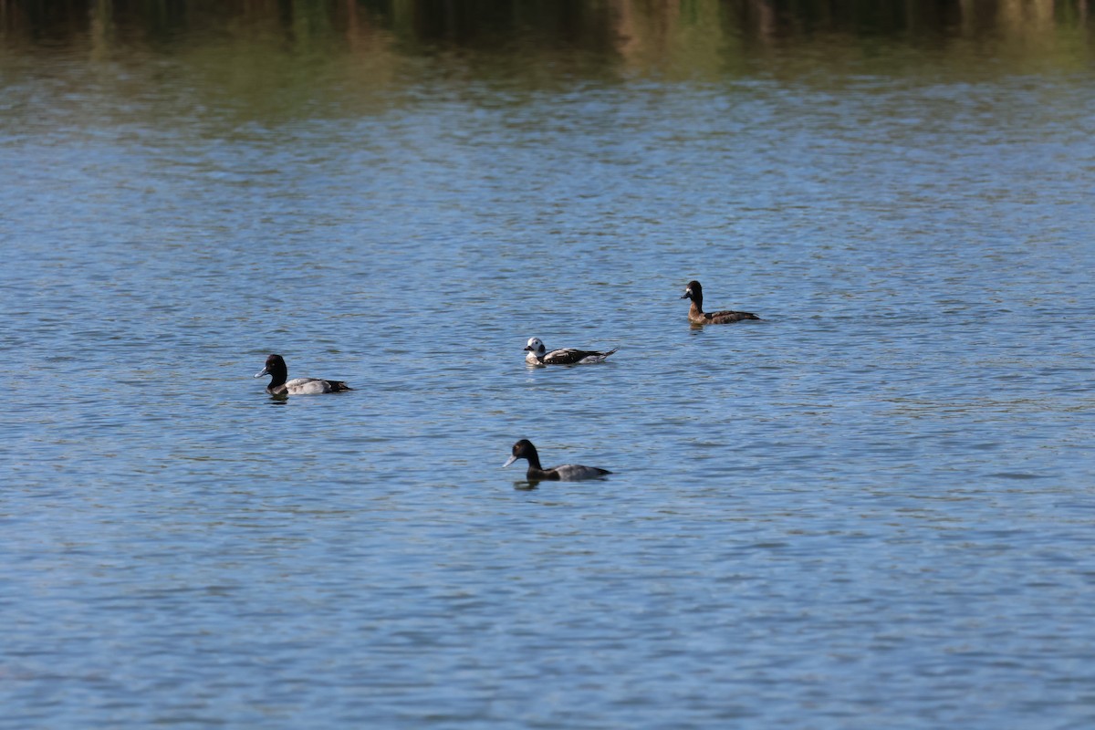 Long-tailed Duck - ML646264153