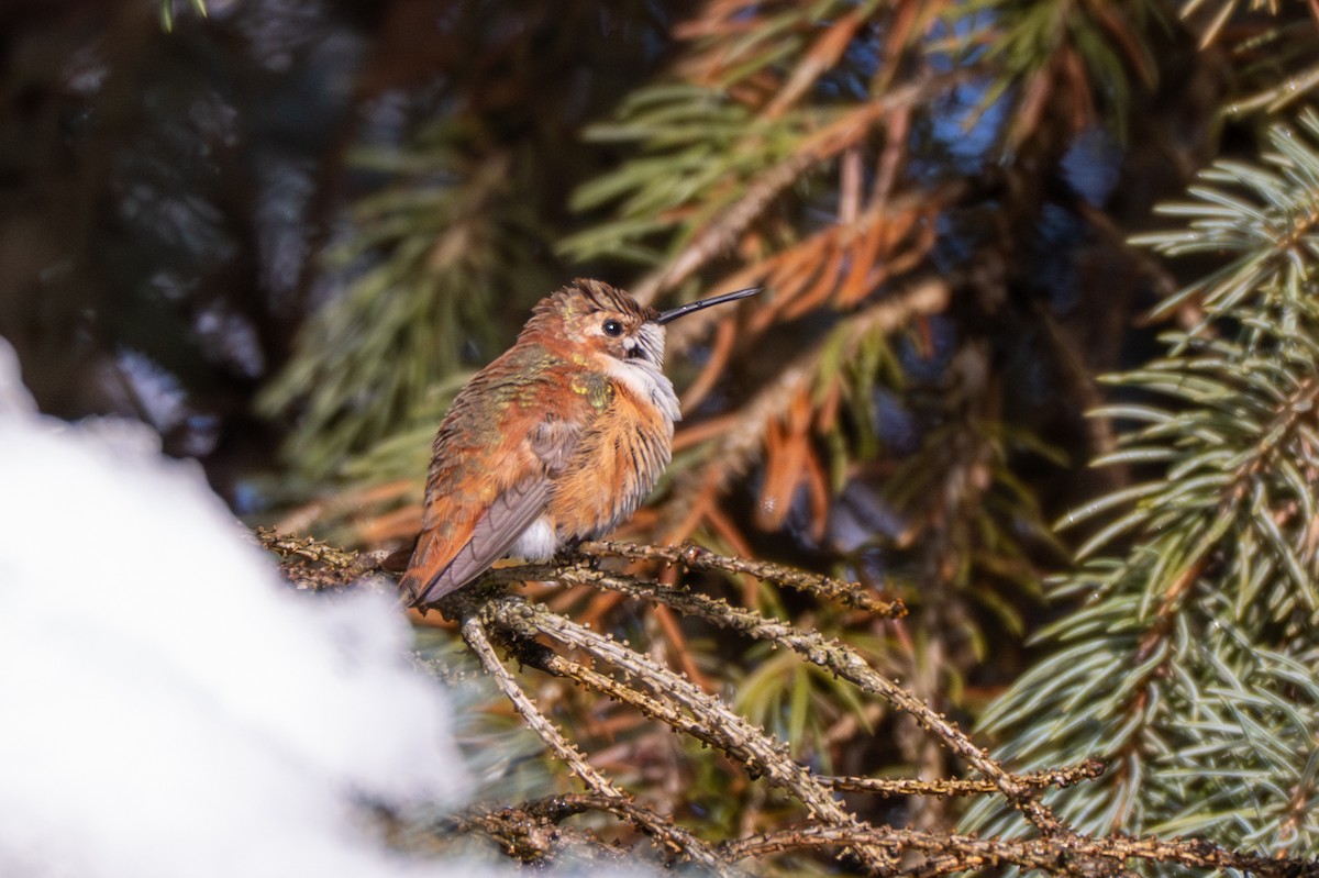 Rufous Hummingbird - ML646264157