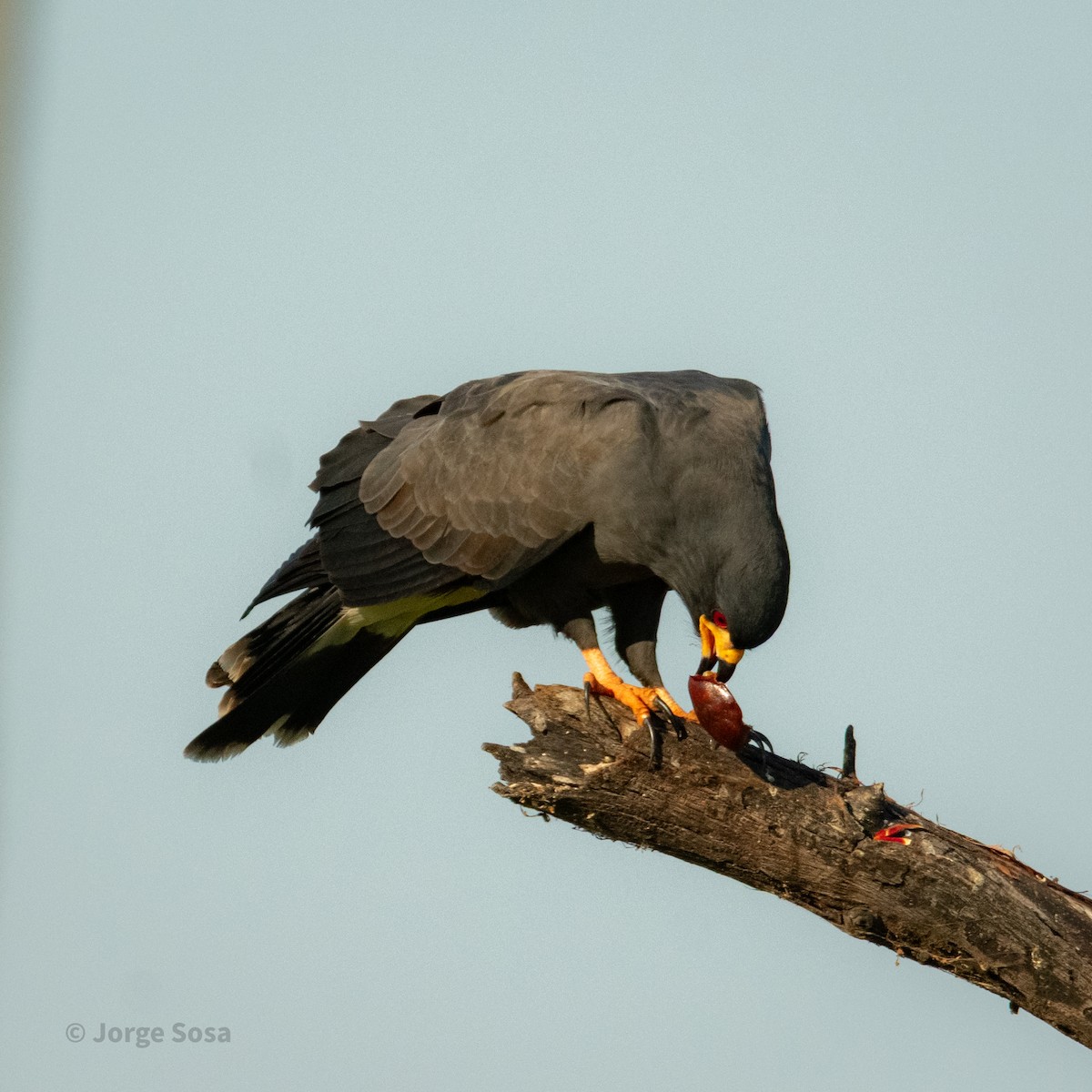 Snail Kite - ML646264158