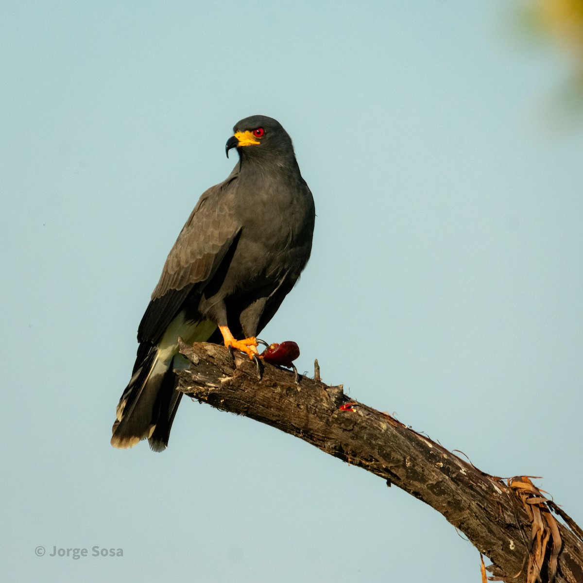 Snail Kite - ML646264159