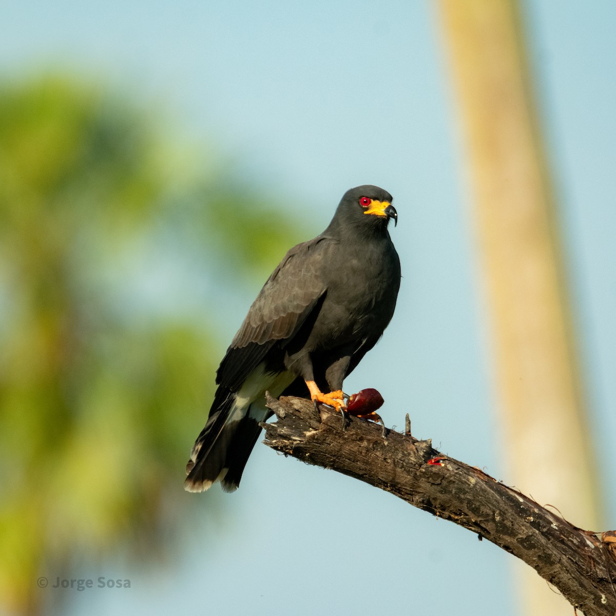 Snail Kite - ML646264160