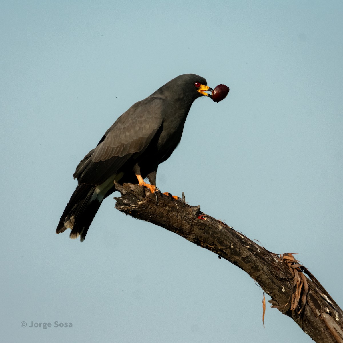 Snail Kite - ML646264161