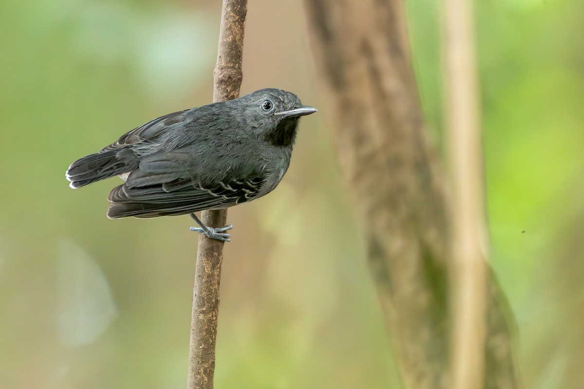 Black-chinned Antbird - ML646264163