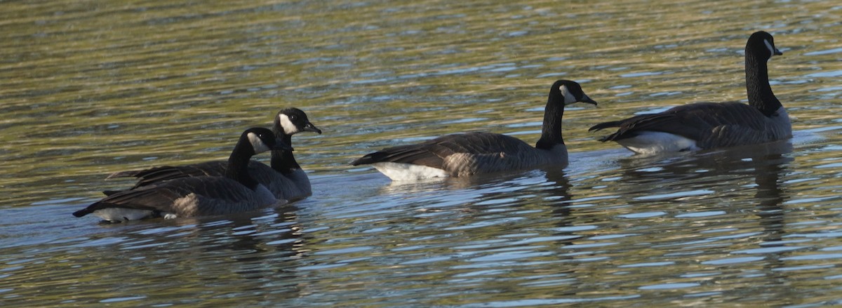 Oca canadese maggiore - ML646264164