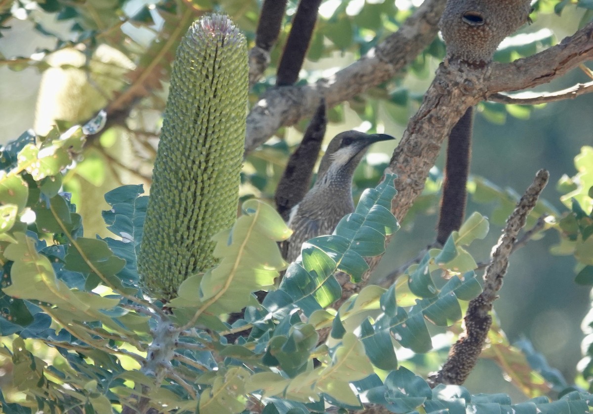 Western Wattlebird - ML646264165