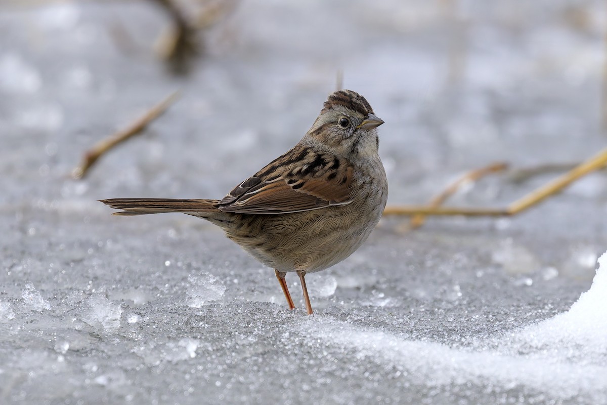 Swamp Sparrow - ML646264166