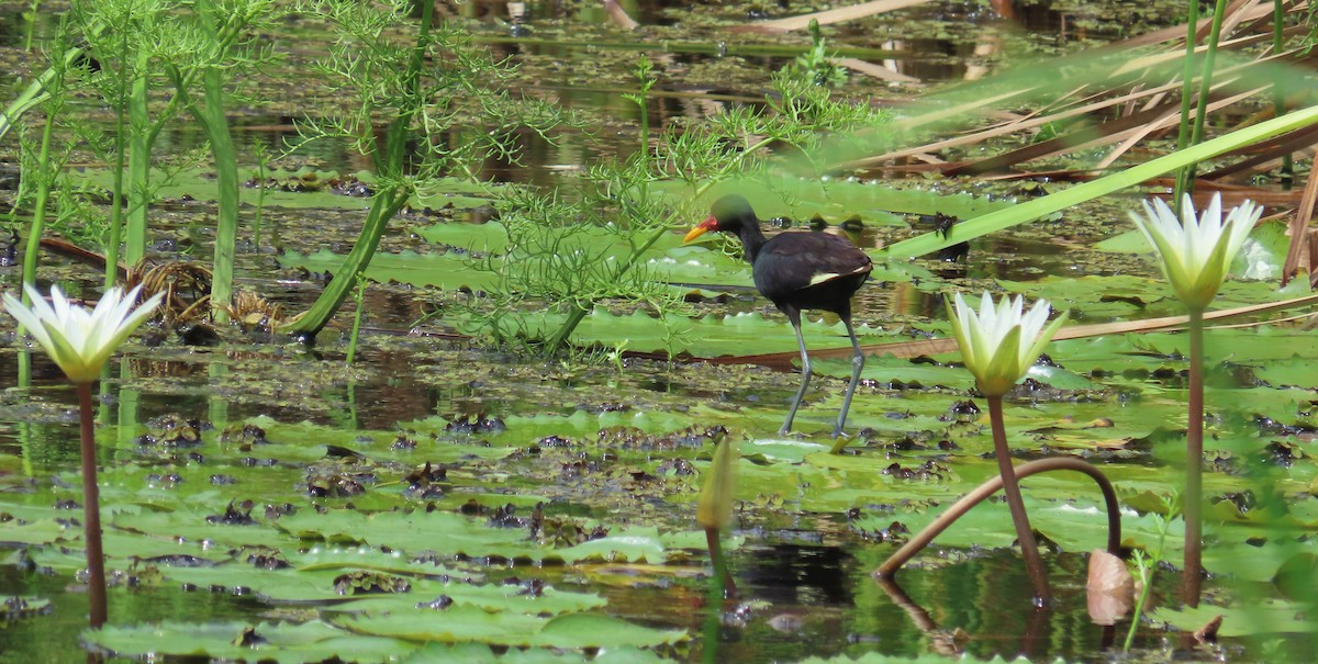 Wattled Jacana - ML646264167