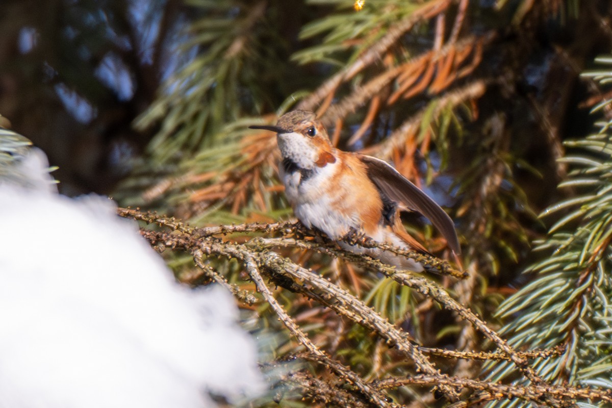 Rufous Hummingbird - ML646264168