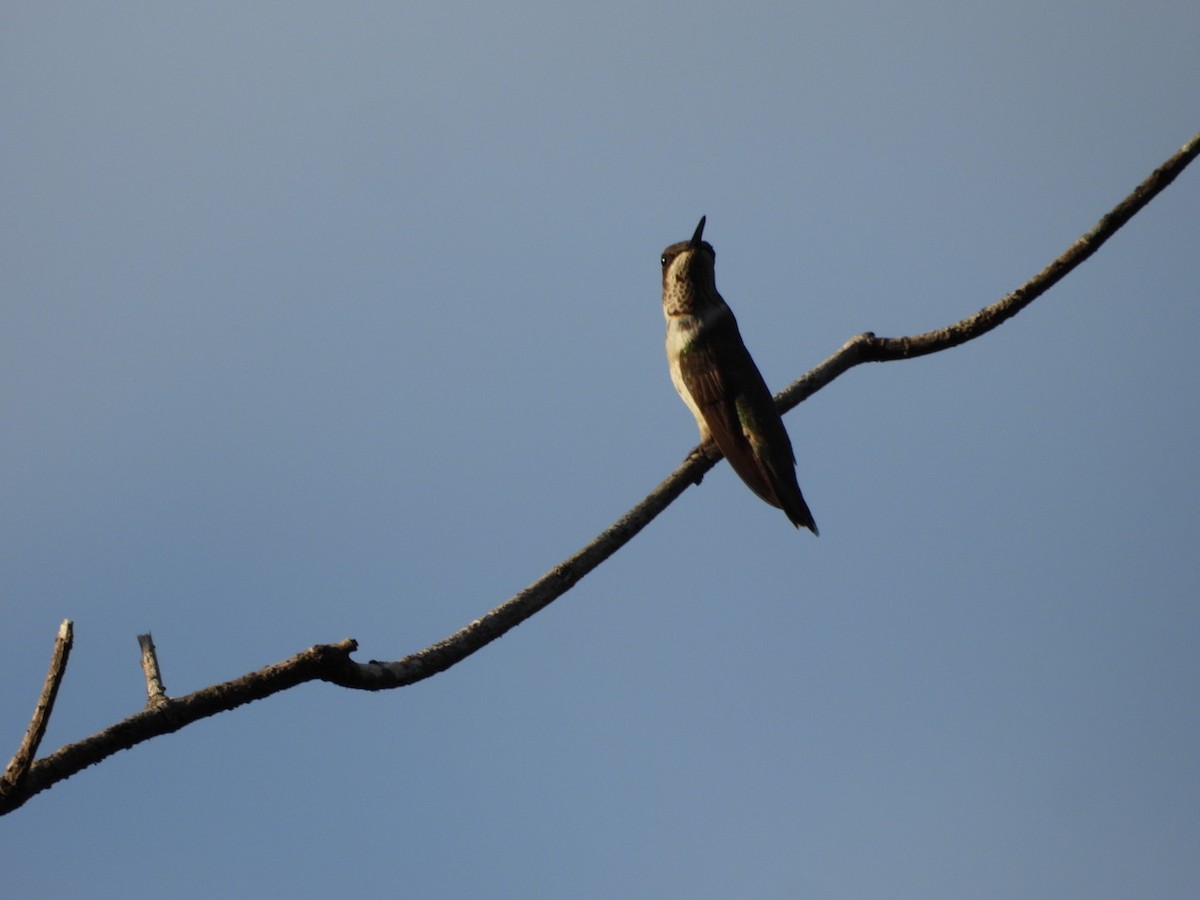 Ruby-throated Hummingbird - ML646264169