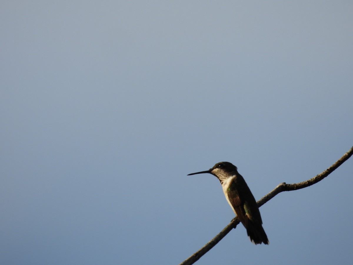 Ruby-throated Hummingbird - ML646264170