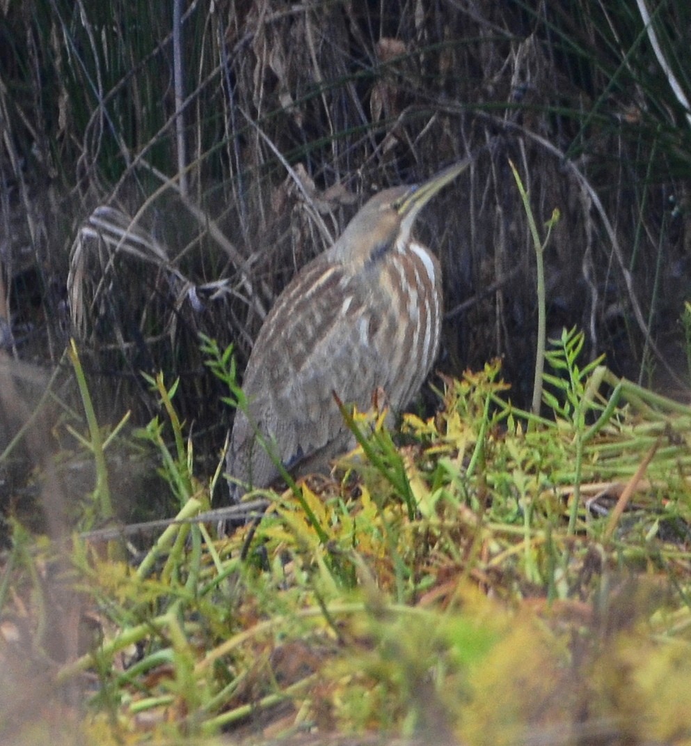 American Bittern - ML646264171
