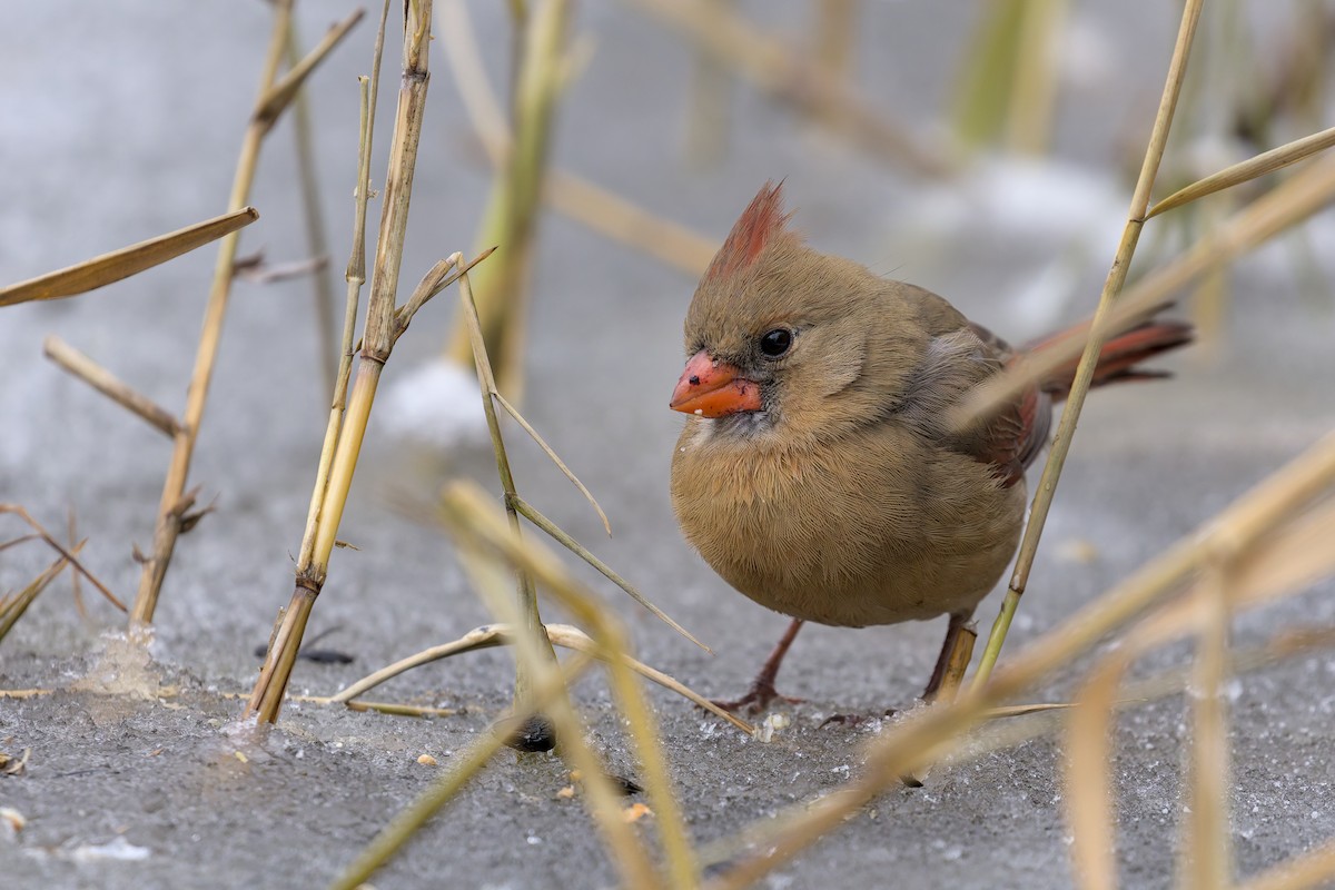 Northern Cardinal - ML646264174