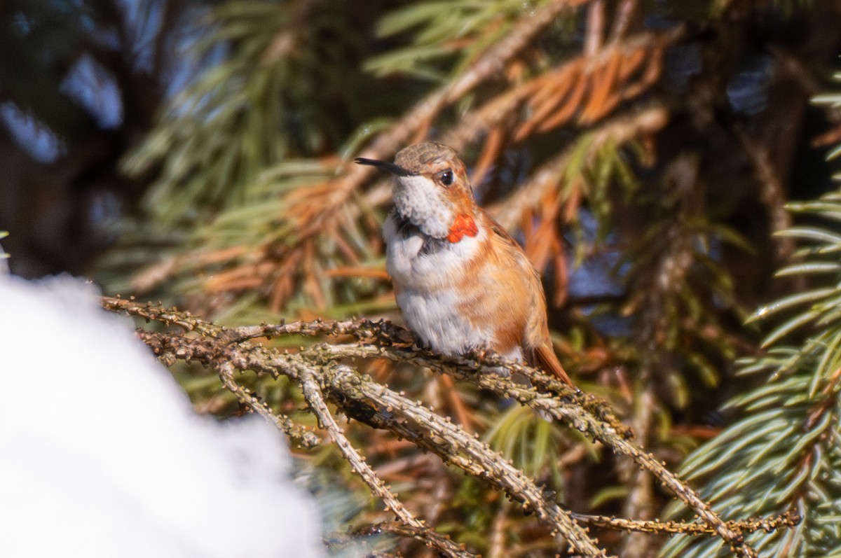 Rufous Hummingbird - ML646264176