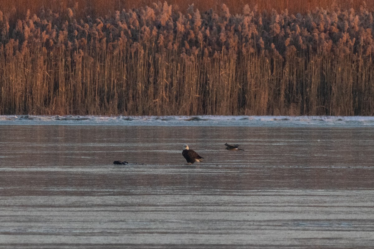 Bald Eagle - ML646264177