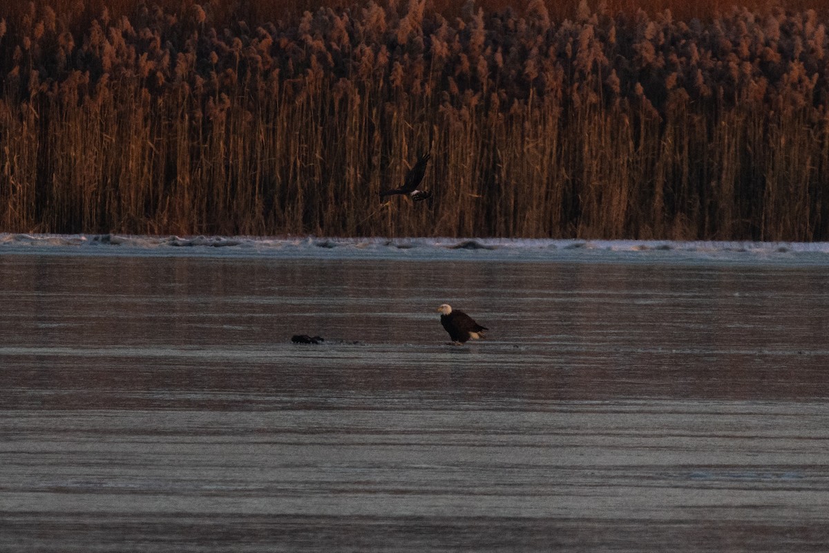 Bald Eagle - ML646264178