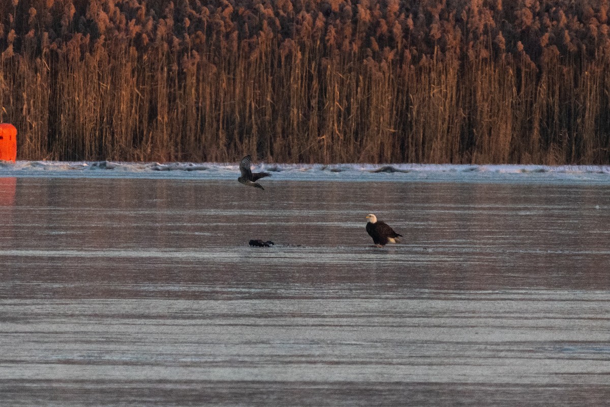 Bald Eagle - ML646264179