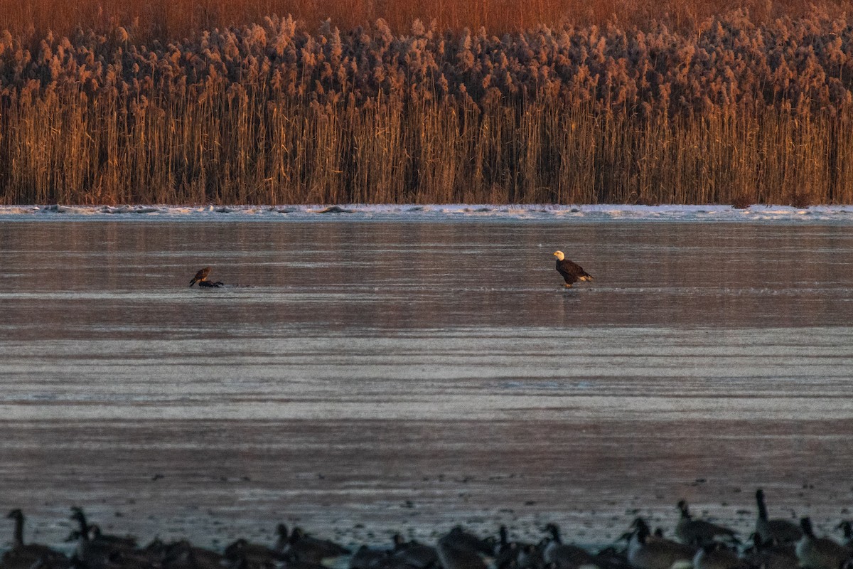 Bald Eagle - ML646264181