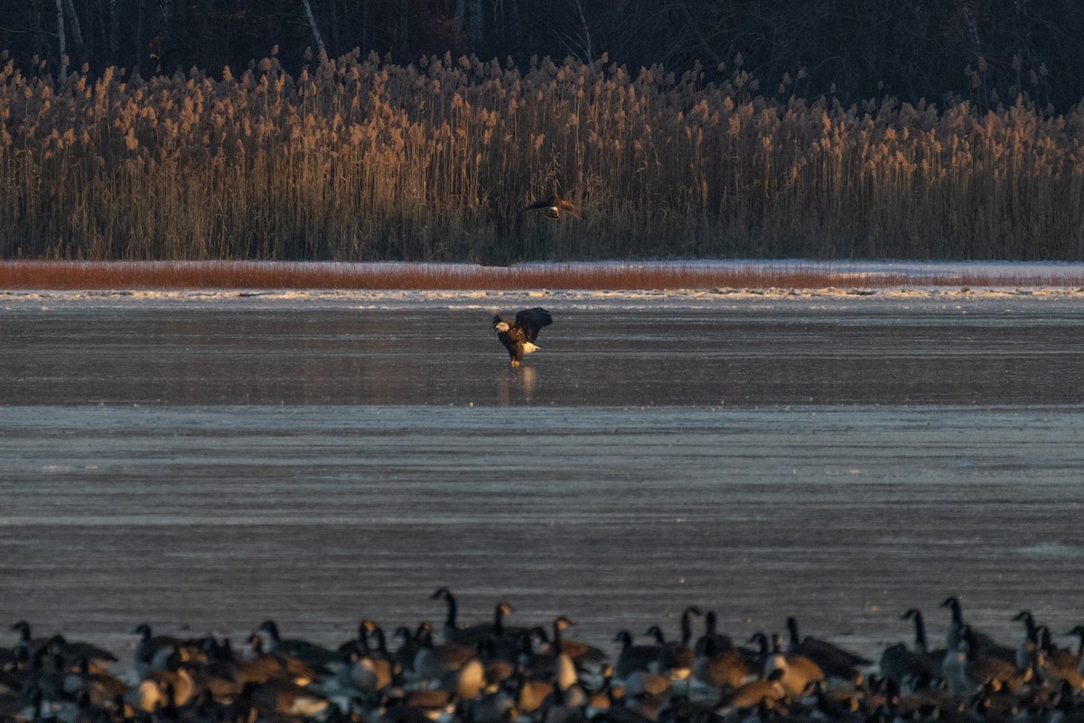 Bald Eagle - ML646264182