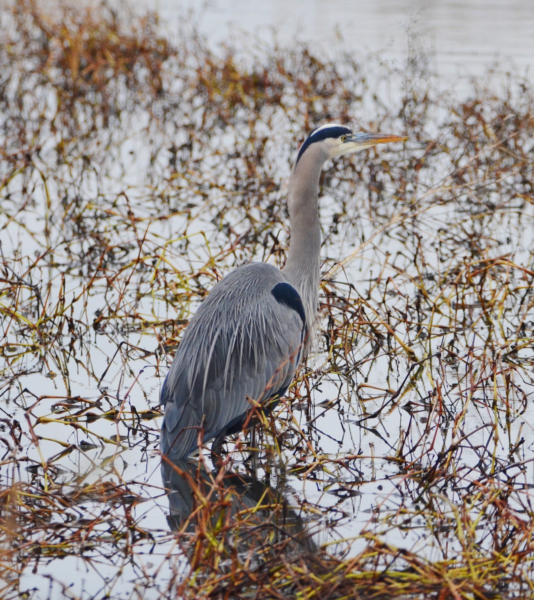 Great Blue Heron - ML646264183