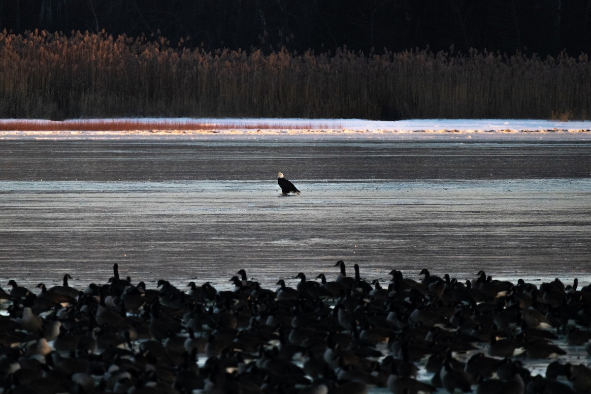 Bald Eagle - ML646264184