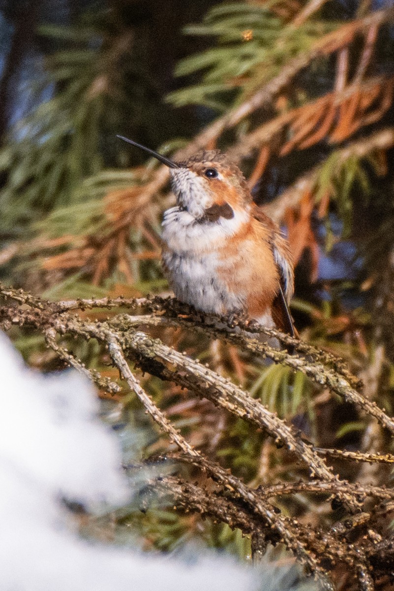 Rufous Hummingbird - ML646264185