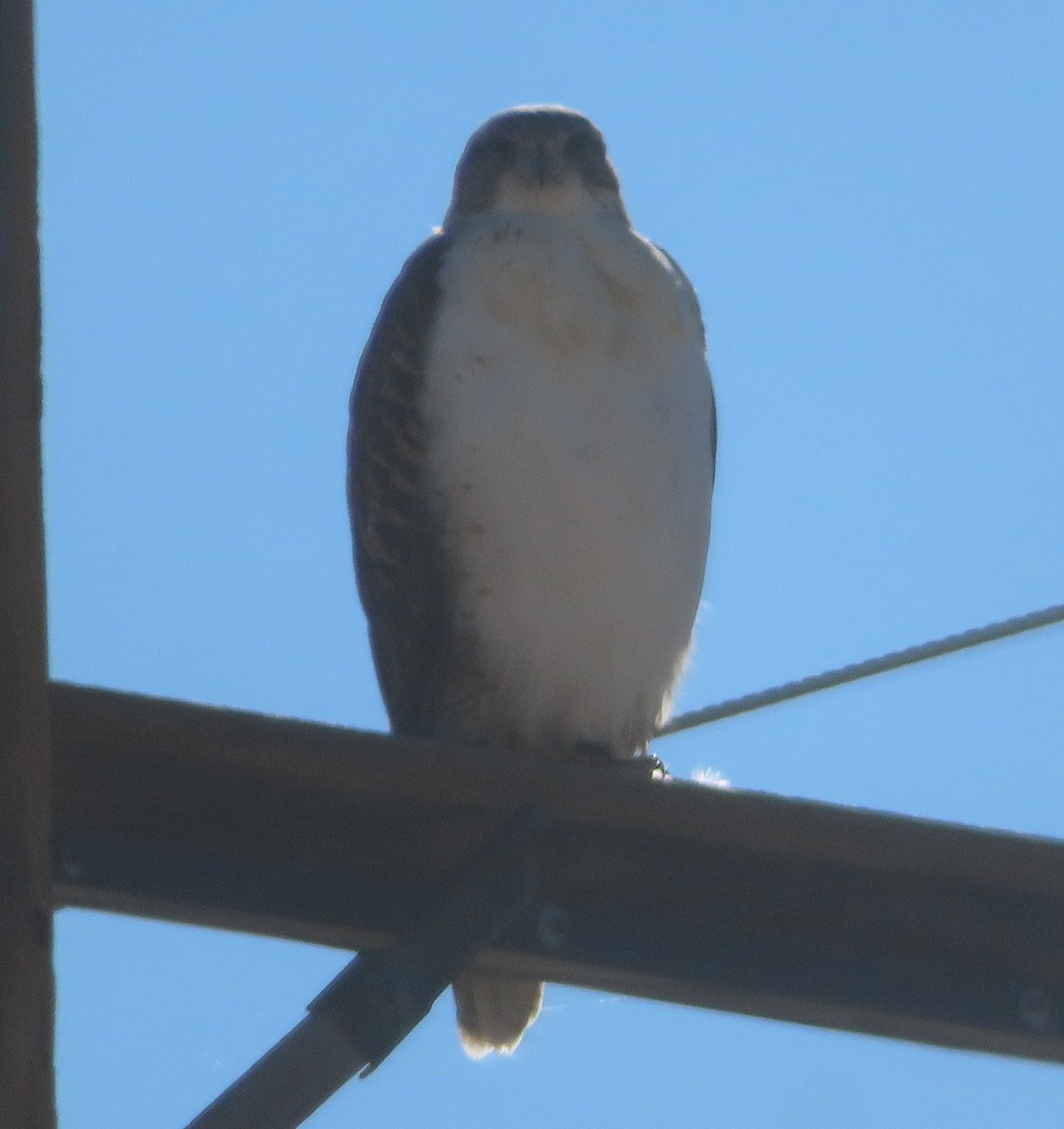 Ferruginous Hawk - ML646264186