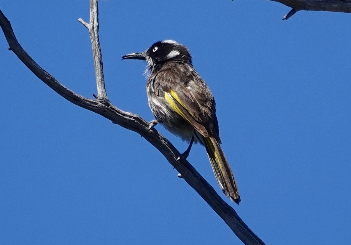 New Holland Honeyeater - ML646264188