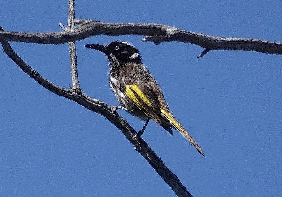 New Holland Honeyeater - ML646264189